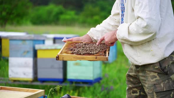 Beekeeping examination in summer. Apiarist male touches bees crawling on frame