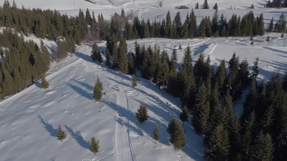 Aerial view of dog sleds moving along fir trees