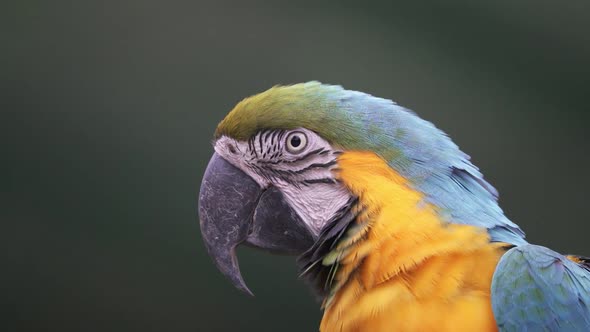 Close up profile shot of a Blue and Yellow macaw looking forward and blinking in slow motion