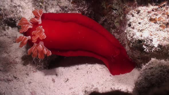 Spanish Dancer nudibranch (Hexabranchus sanguineus) on coral reef at night in the Red sea