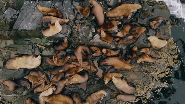 Wild Animal Sea Lion or Northern Seal Swims in Water, Lying on Rocky Rookery or Breakwater, Resting