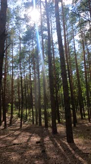 Vertical Video of a Forest with Tall Pines