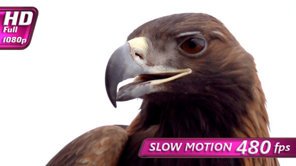 Golden Eagle on White Background alt