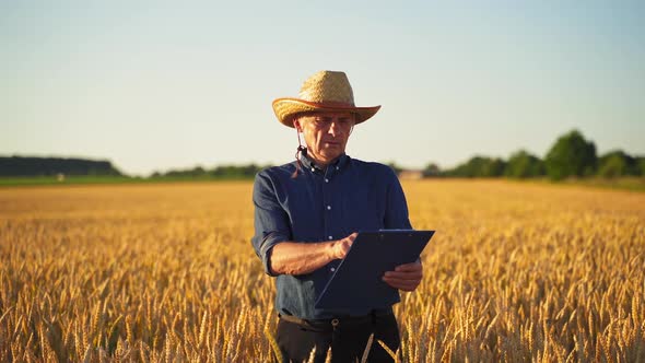 Agronomist inspecting wheat field. Farmer in field examining wheat crop