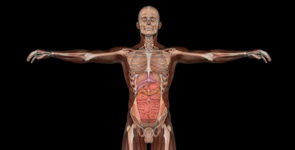 Male Body Anatomy