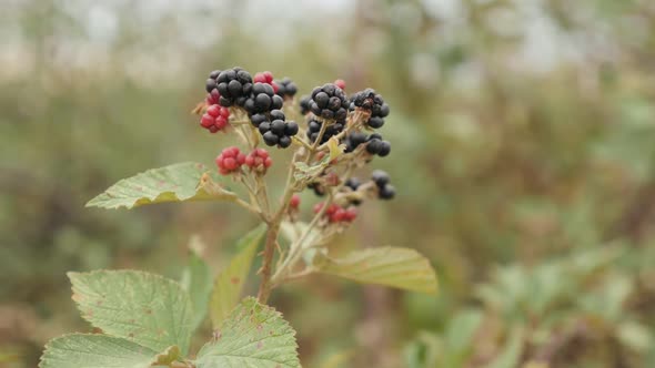Rubus fruticosus tasty fruit slow motion   1080p FullHD footage - Immature European blackberry  slow