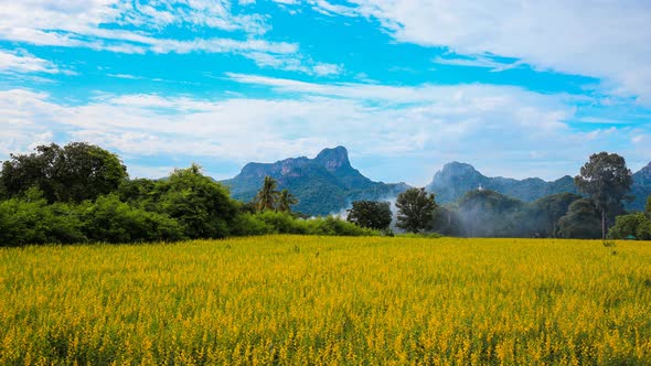 Time-lapse of Sunhemp or Crotalaria juncea flower field with Khao Jeen Lae mountain background