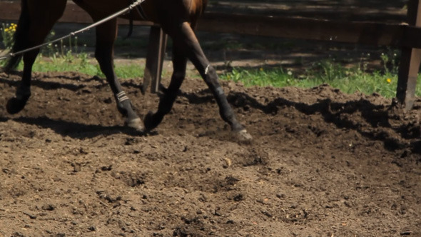 Brown Horse Running In A Circle In The Arena