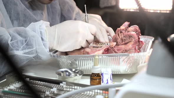 A Dental Intern Trainee Practices His Skills on a Pig's Jaw. The Dentist Tests His Dentist Skills on