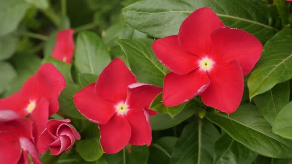 Red blossoms of Touch-me-not plant close-up 4K 2160p 30fps UltraHD footage - Beautiful Impatiens  fl