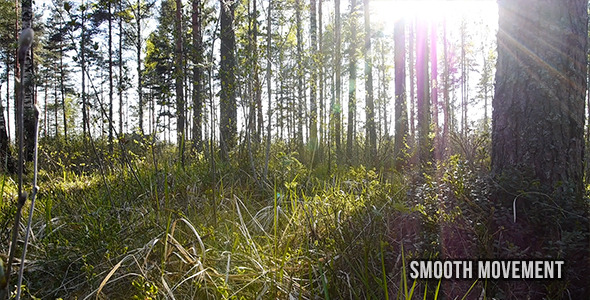 Sun In The Forest alt