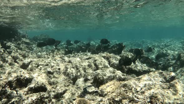 School Of Fishes Swims Under The Water Near The Coral Reef. wide shot