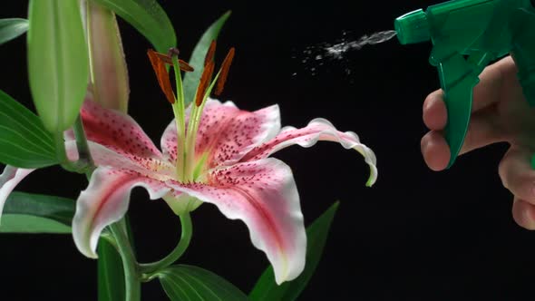Spraying water on flower lily, Slow Motion alt
