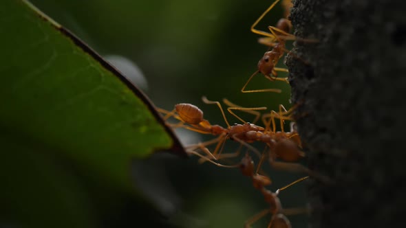 Two red ants are pulling leaves.