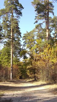 Vertical Video of Trees in the Forest in Autumn