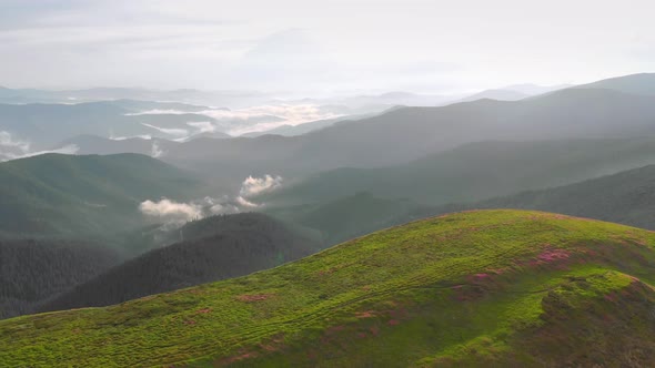 Flight over wild flowers on Mount Pip Ivan, Ukraine