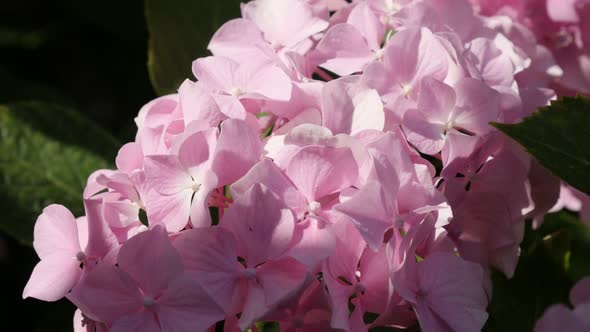 Bud petals of Hydrangea macrophylla  in the garden 4K 2160p 30fps UltraHD footage - Hydrangeaceae fa