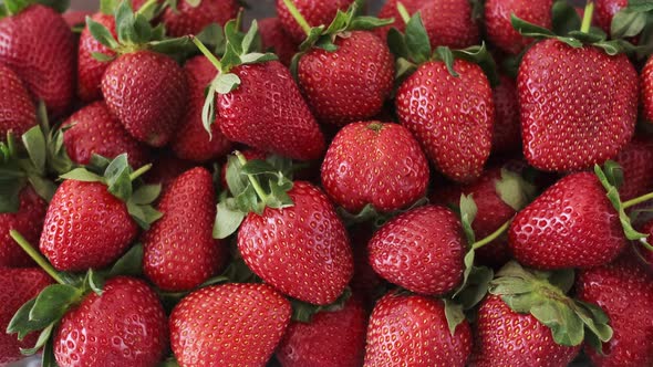 Slow Zoom In of Ripe Strawberries Red Juicy Ripe Strawberries Delicious Summer Berries
