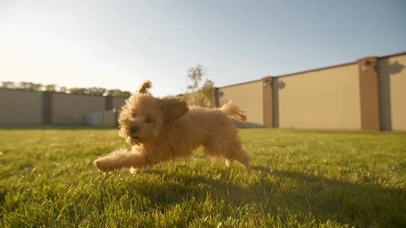 Funny Toy Poodle Runs at Backyard Slow Motion