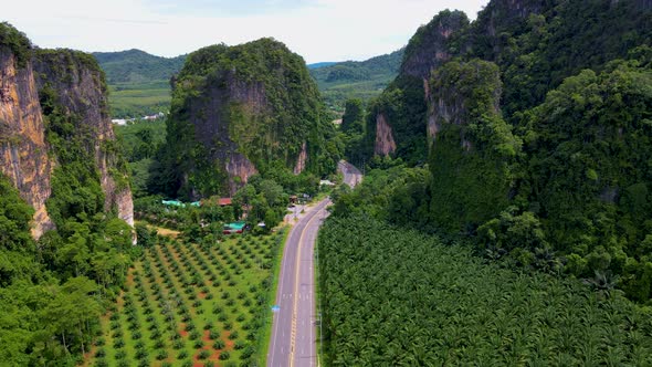 Aerial View of Road and Palm Oil Plantation in Krabi Thailand