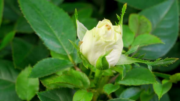 Time Lapse of Growth White Rose Flower