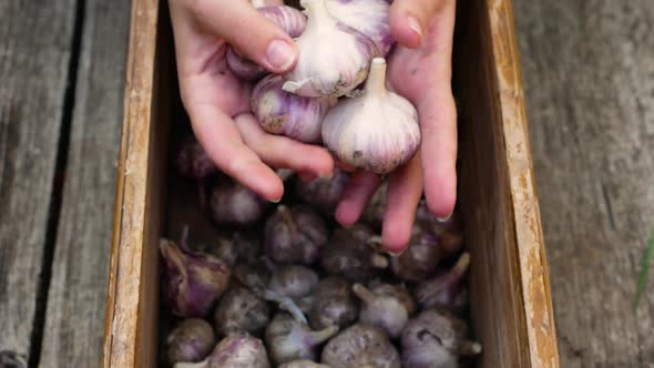 Close-up of a farmer's hand holding a fresh harvest of garlic above a storage container