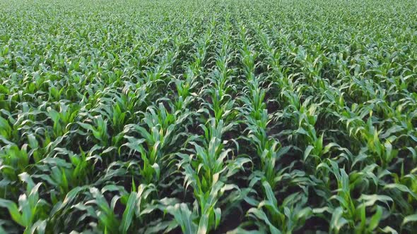 Aerial drone view of a green corn field, daylight, agricultural industry