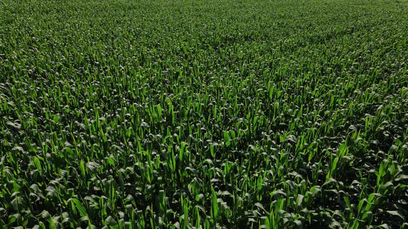 Rows Of Small Green Sprouts Of Corn