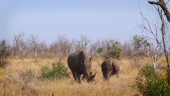 Southern white rhinoceros in Kruger National park, South Africa