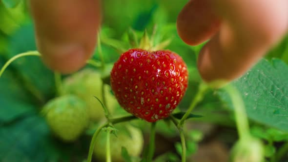 Farmer's hands picking organic strawberries from the bush close-up