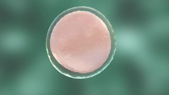 embryologist performing sperm Injection, ivf icsi.
