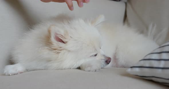 Woman Cuddle on White Pomeranian Sleep on The Sofa