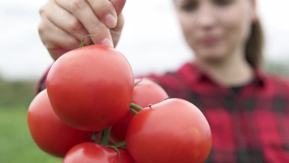 The farmer holds fresh fragrant red tomatoes in his hands. Organic vegetables on the farm.