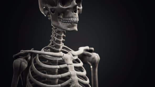 Full Human Skeleton Standing alt