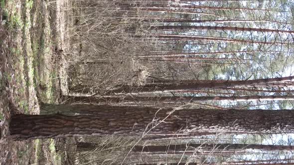 Vertical Video of Trees in a Pine Forest Slow Motion