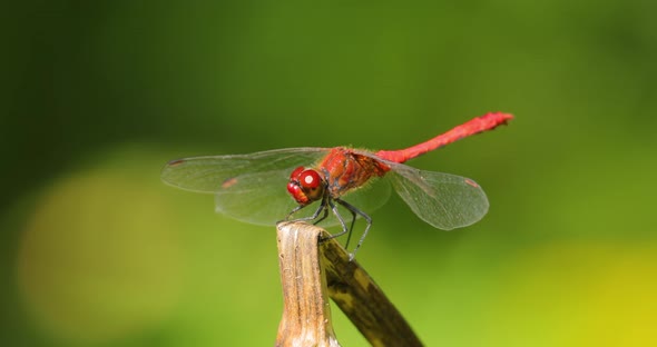 Scarlet Dragonfly Crocothemis Erythraea is a Species of Dragonfly in the Family Libellulidae