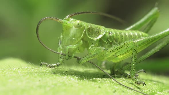 Green Grasshopper Tettigonia Viridissima