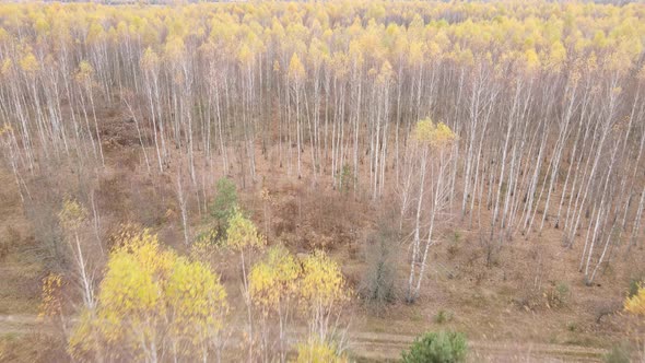 Forest with Trees in an Autumn Day