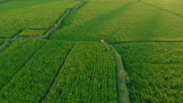 Aerial Shot of a Man Meditating on a Marvelous Rice Field During Sunrise-sunset