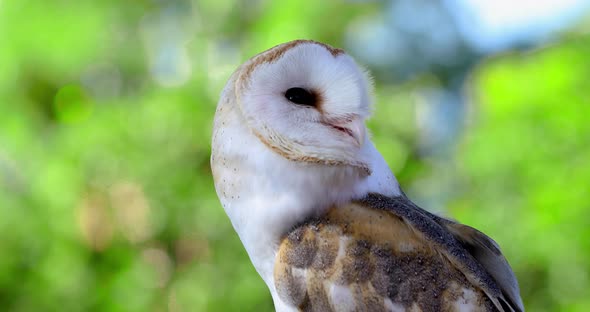 Clip of a white owl looking around with big black eyes, close up, wildlife animal