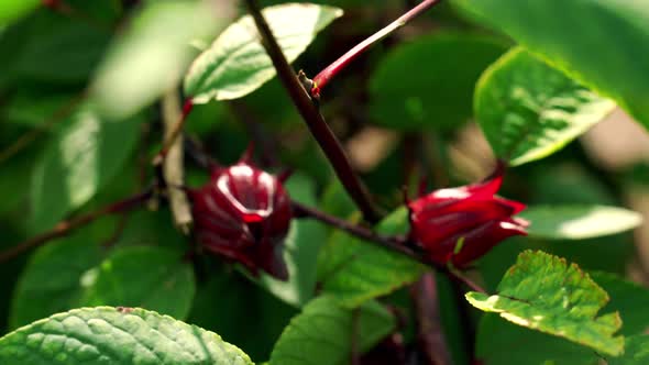 Nice Panning Depth of Field shot of Wind Blowing Roselle Sorrel Hibiscus Plant in Botanical Garden