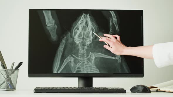 Doctor Veterinarian Examining Hedgehog Skeleton Roentgen on Computer Monitor