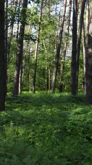 Vertical Video of a Forest with Trees