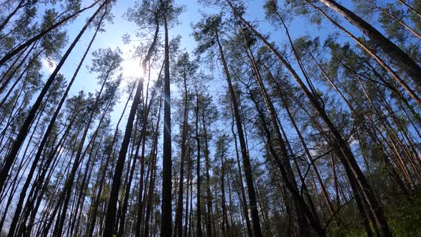 Forest with Pine Trees During the Day POV