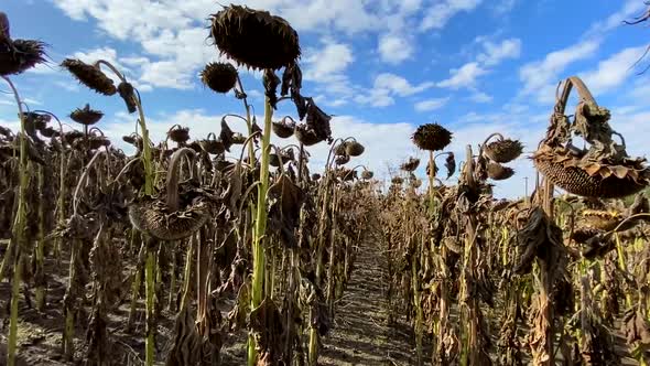 The Mature Full Dry Sunflower Plant with Seeds in the Head Sprouts on the Field Under the Open Sky