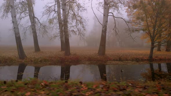 Aerial Drone Shot of Colorful Trees Over Small Lake with Ducks in Fog in Autumn Park