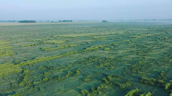 Rural Field With Growing Wheat That Lies Down And Was Destroyed After Storm