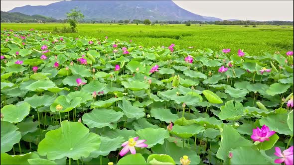 Drone Flies From Rice Field To Lotus Lake By Water Channel