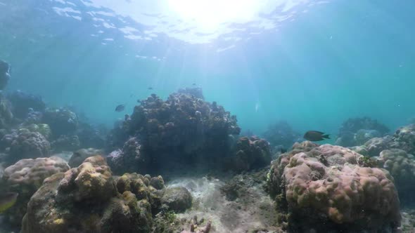 Coral Reef and Tropical Fish 