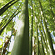 Bamboo - VideoHive Item for Sale